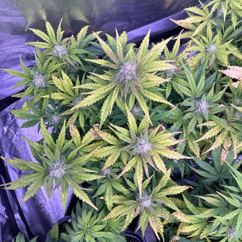 Wedding Cake Auto growlog timeline photo