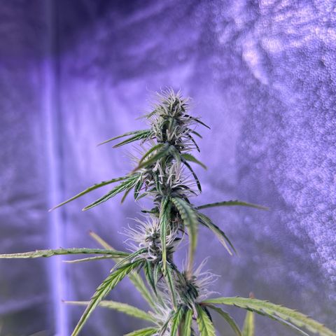 Grape Ape growlog timeline photo