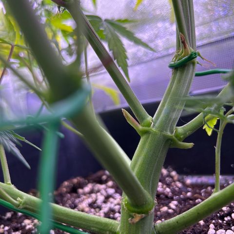 Grape Ape growlog timeline photo