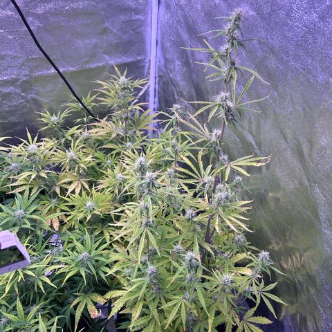 Grape Ape growlog timeline photo