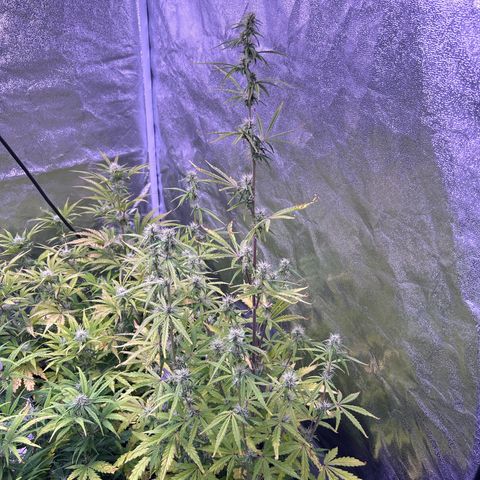 Grape Ape growlog timeline photo