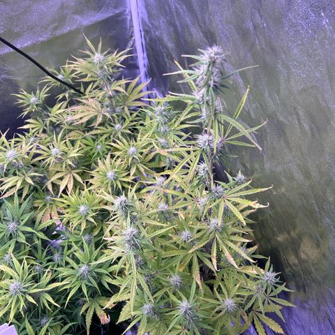 Grape Ape growlog timeline photo