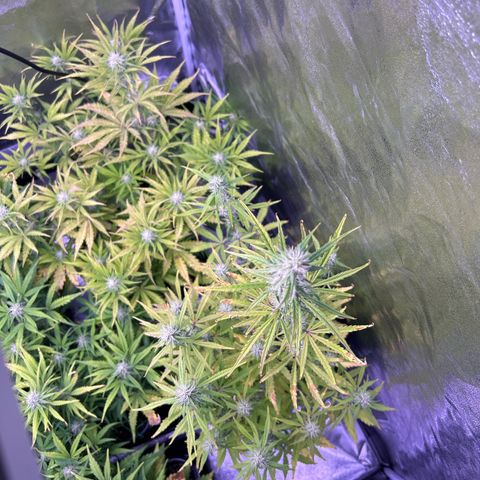 Grape Ape growlog timeline photo