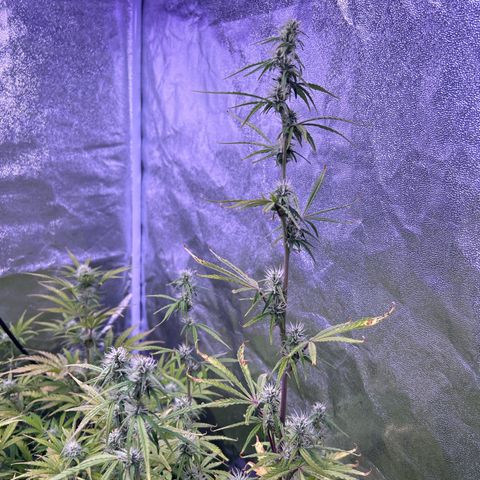 Grape Ape growlog timeline photo