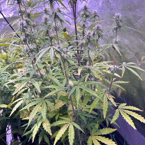 Grape Ape growlog timeline photo