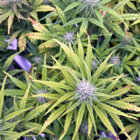 Royal Cheese Automatic growlog timeline photo