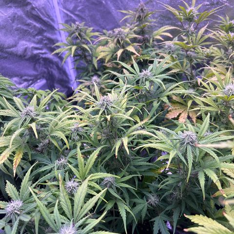Royal Cheese Automatic growlog timeline photo