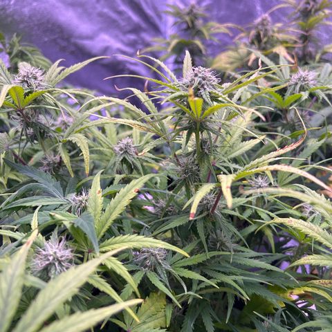 Royal Cheese Automatic growlog timeline photo