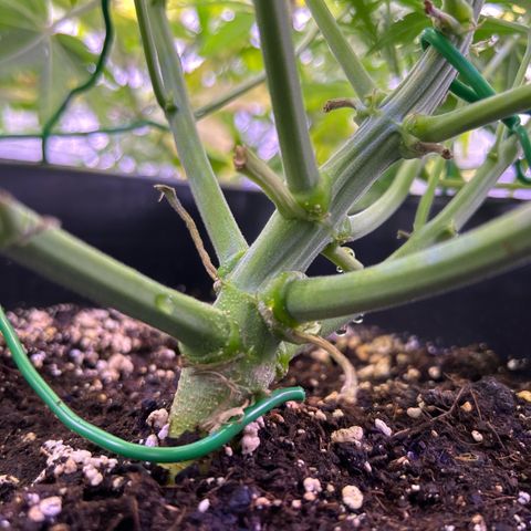 Royal Cheese Automatic growlog timeline photo