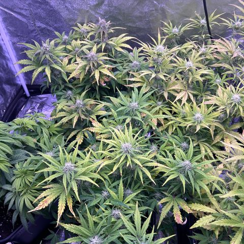 Royal Cheese Automatic growlog timeline photo