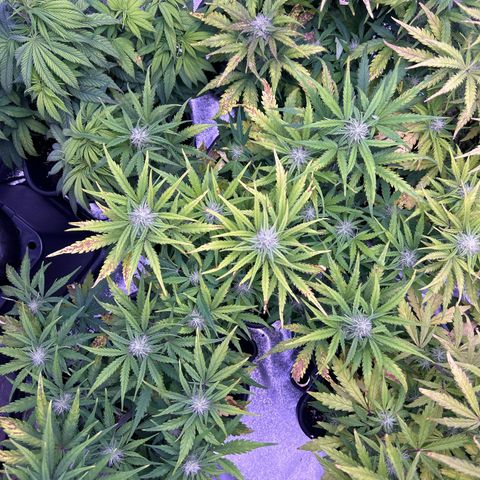 Royal Cheese Automatic growlog timeline photo