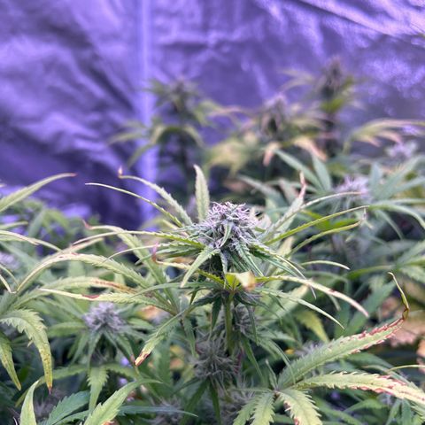Royal Cheese Automatic growlog timeline photo