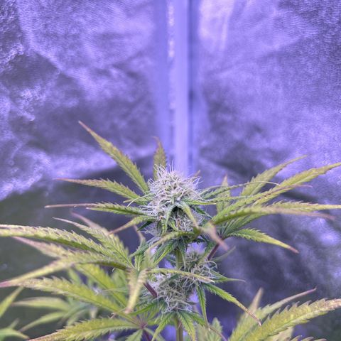 Royal Kush Automatic growlog timeline photo
