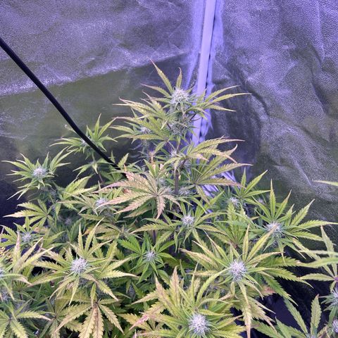 Royal Kush Automatic growlog timeline photo