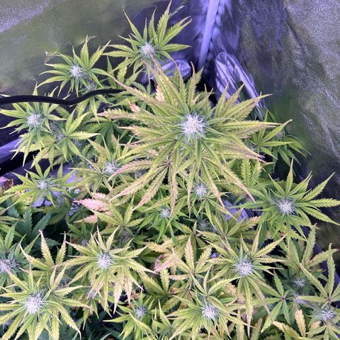 Royal Kush Automatic growlog timeline photo