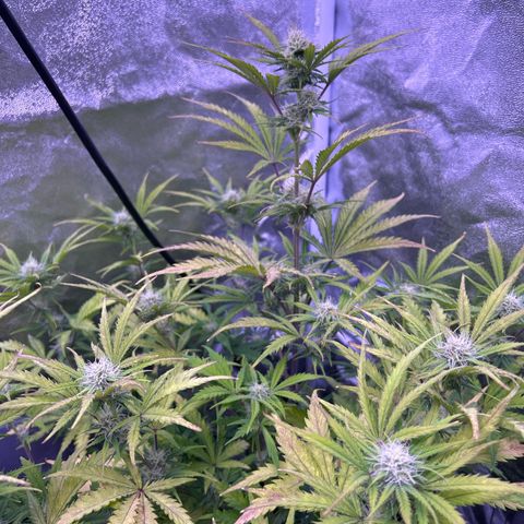 Royal Kush Automatic growlog timeline photo