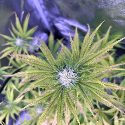 Royal Kush Automatic growlog timeline photo