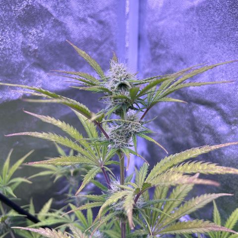 Royal Kush Automatic growlog timeline photo