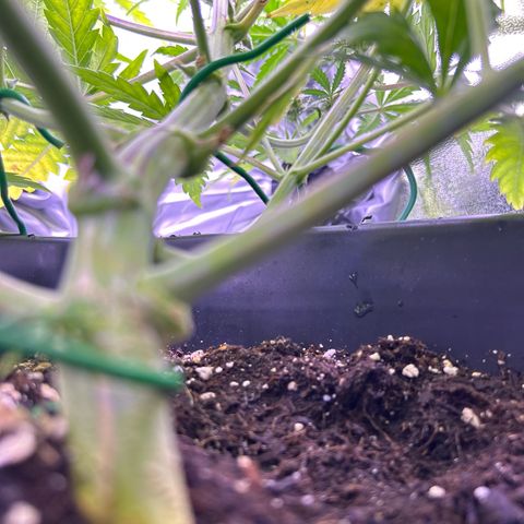 Royal Kush Automatic growlog timeline photo