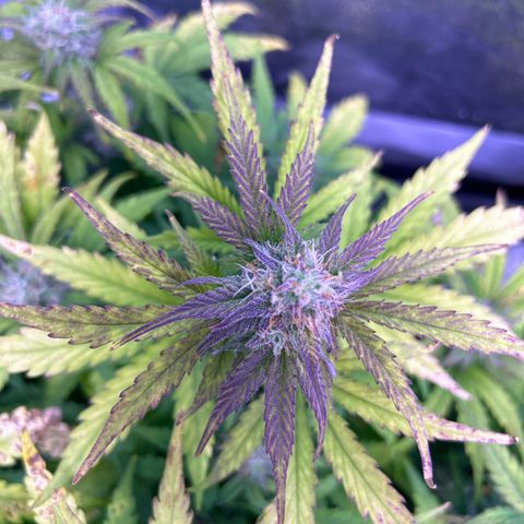 Wedding Cake Auto growlog timeline photo