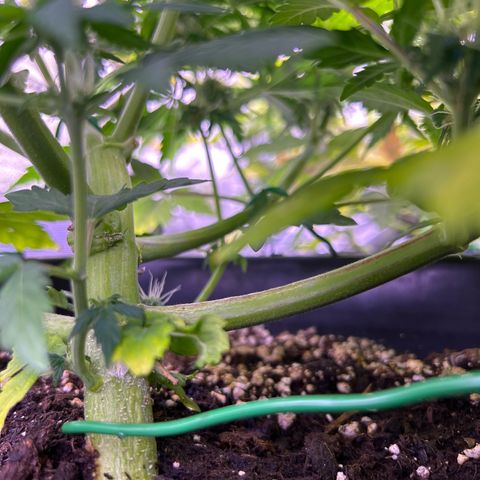 Wedding Cake Auto growlog timeline photo