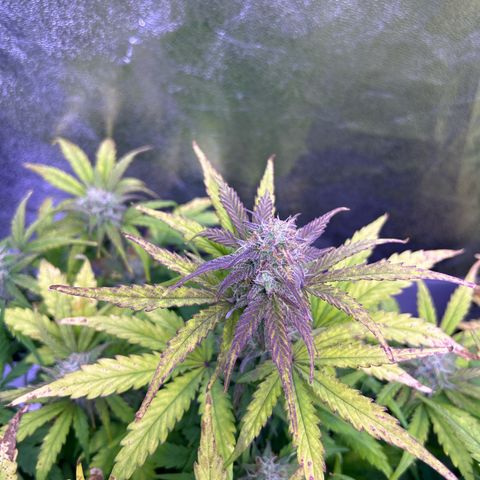 Wedding Cake Auto growlog timeline photo