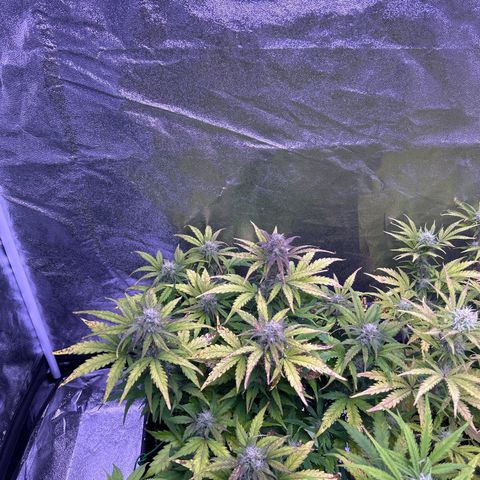 Wedding Cake Auto growlog timeline photo