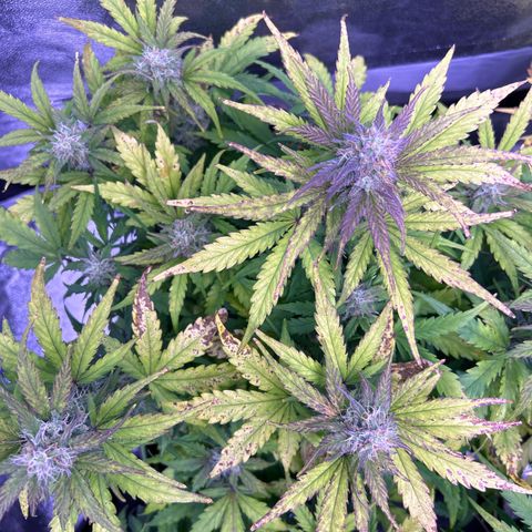 Wedding Cake Auto growlog timeline photo
