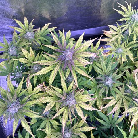 Wedding Cake Auto growlog timeline photo