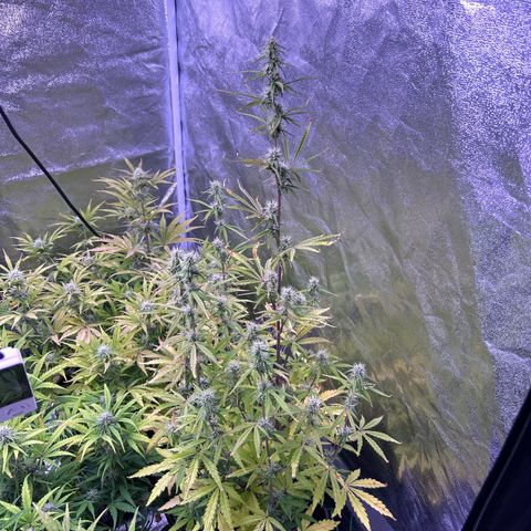 Grape Ape growlog timeline photo