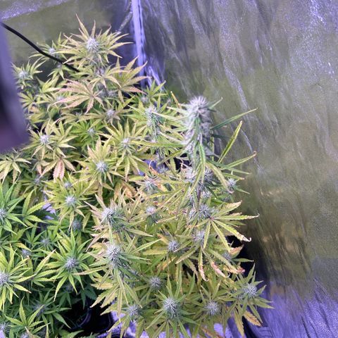 Grape Ape growlog timeline photo