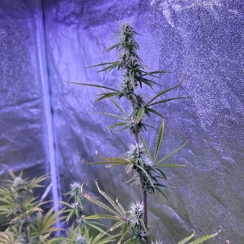 Grape Ape growlog timeline photo