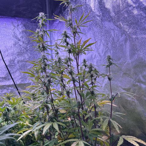 Grape Ape growlog timeline photo