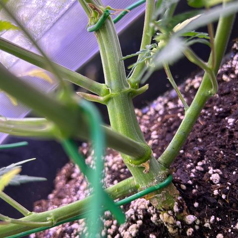 Grape Ape growlog timeline photo