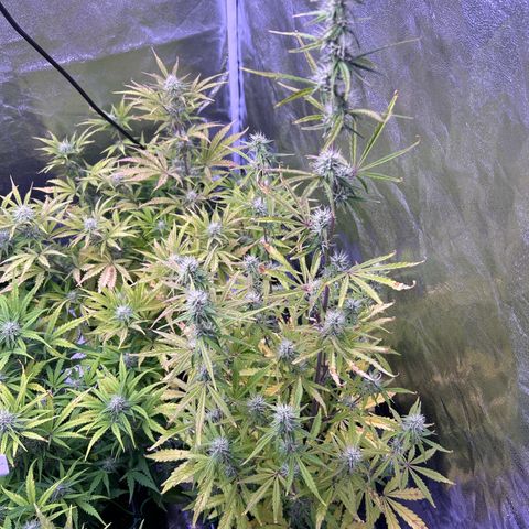 Grape Ape growlog timeline photo