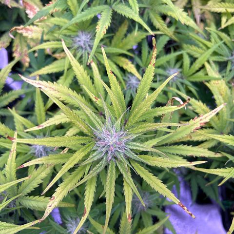 Royal Cheese Automatic growlog timeline photo