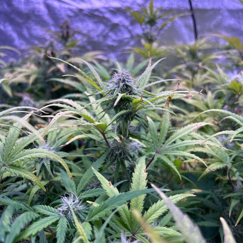 Royal Cheese Automatic growlog timeline photo