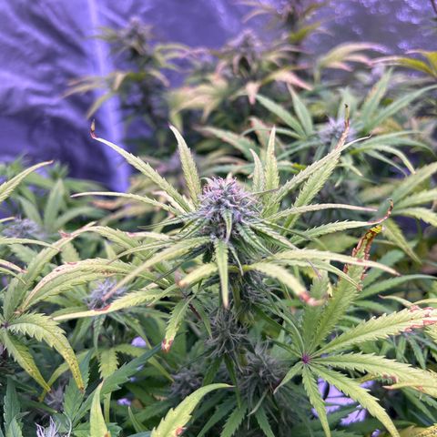 Royal Cheese Automatic growlog timeline photo