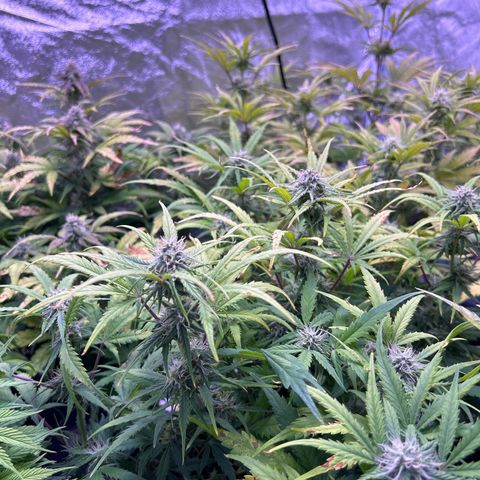 Royal Cheese Automatic growlog timeline photo