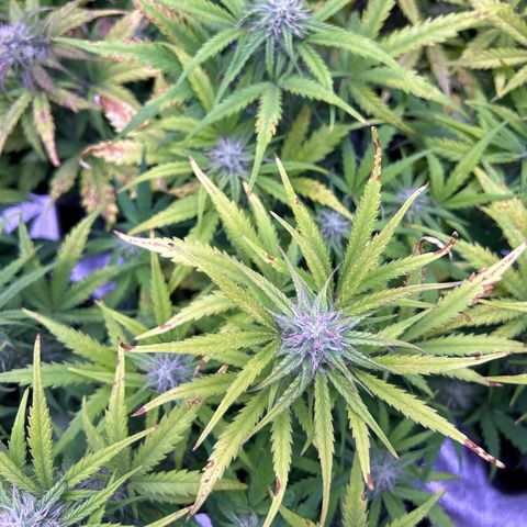 Royal Cheese Automatic growlog timeline photo