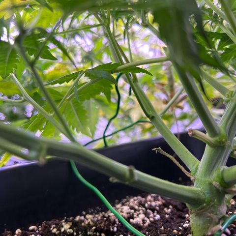 Royal Cheese Automatic growlog timeline photo