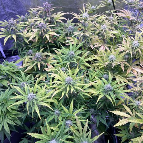 Royal Cheese Automatic growlog timeline photo