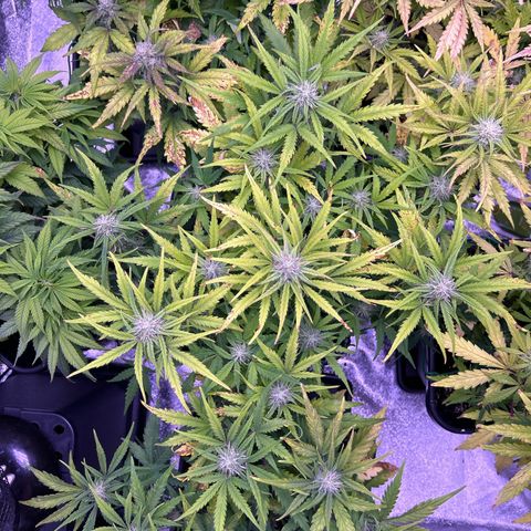 Royal Cheese Automatic growlog timeline photo