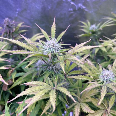 Royal Kush Automatic growlog timeline photo