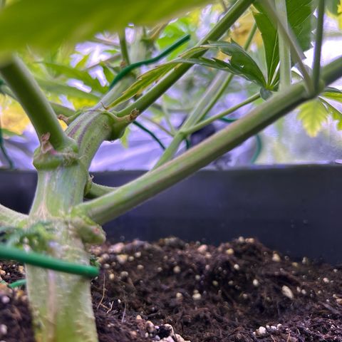 Royal Kush Automatic growlog timeline photo