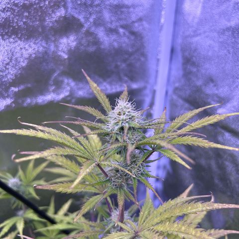 Royal Kush Automatic growlog timeline photo