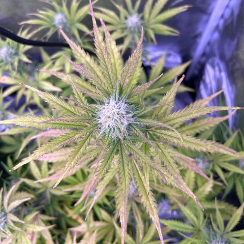 Royal Kush Automatic growlog timeline photo