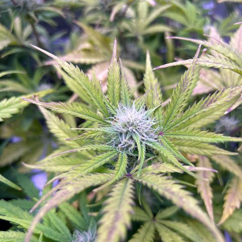 Royal Kush Automatic growlog timeline photo