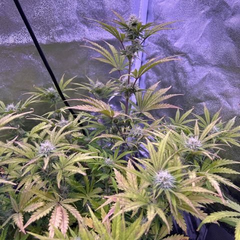 Royal Kush Automatic growlog timeline photo