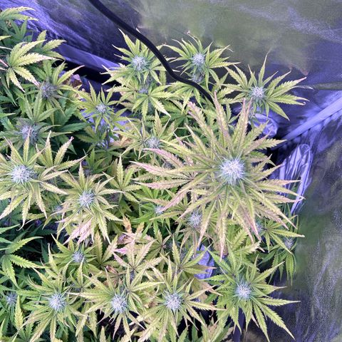 Royal Kush Automatic growlog timeline photo